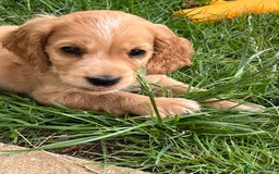 Cocker Spaniel dogs for sale: Stunning Litter of KC Reg Cocker Spaniel Puppies - Image 16