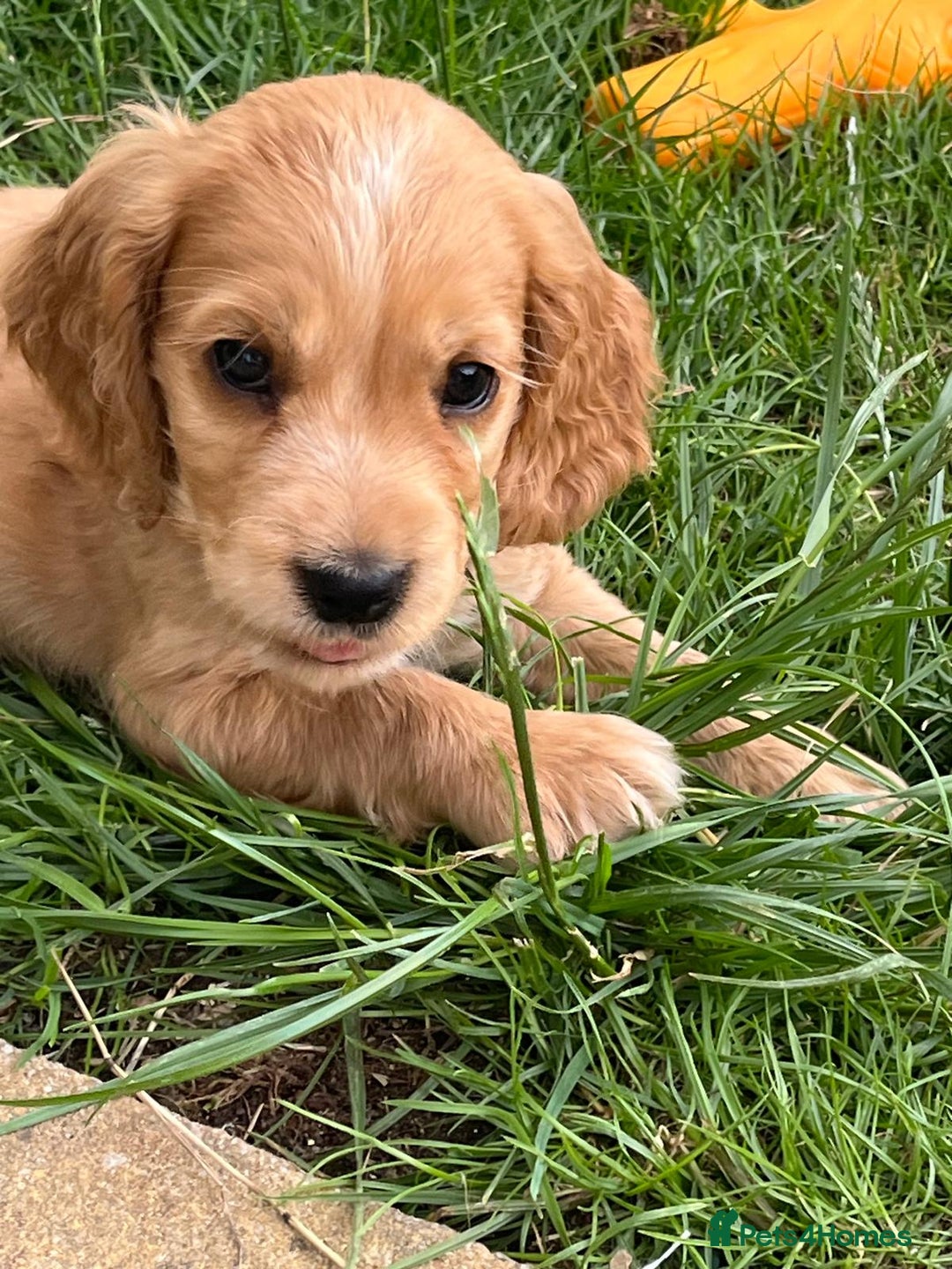 Cocker Spaniel dogs for sale: Stunning Litter of KC Reg Cocker Spaniel Puppies - Image 16