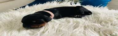Dobermann Puppy 8