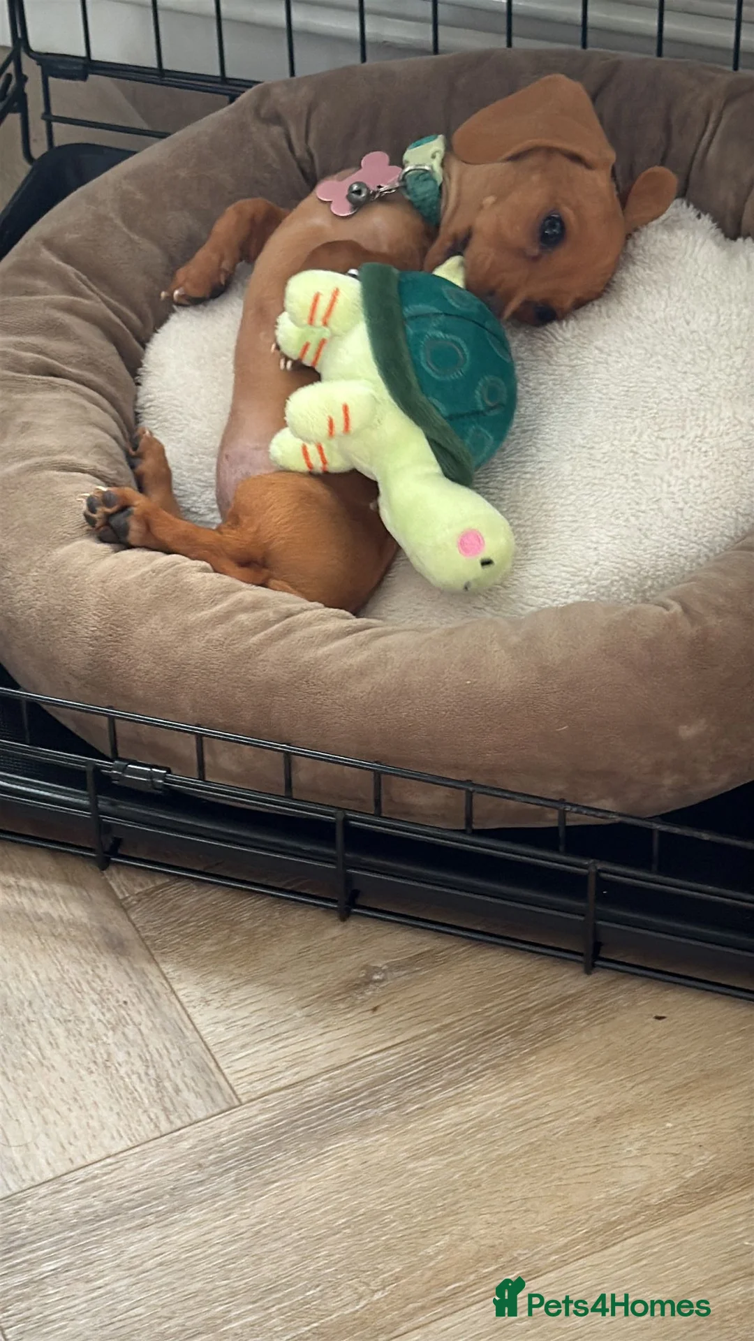 Miniature Dachshund dogs for sale: Forever Home wanted in Tamworth - Advert 2