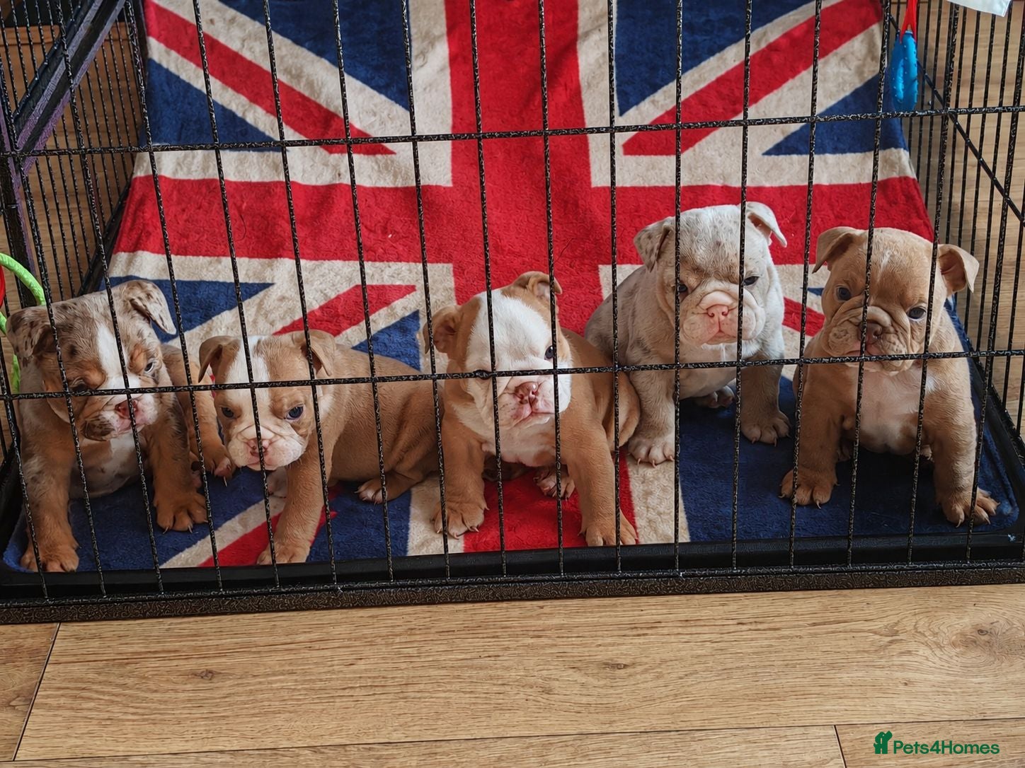 English Bulldog dogs ENGLISH BULLDOG  - Advert 13
