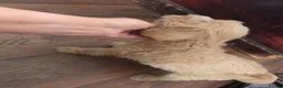 Mixed Breed dogs for sale: Cockerpoo/schnauzer - Advert 14