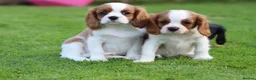 Cavalier King Charles Spaniel dogs for sale: Beautiful Cavalier King Charles Spaniel puppies - Advert 8