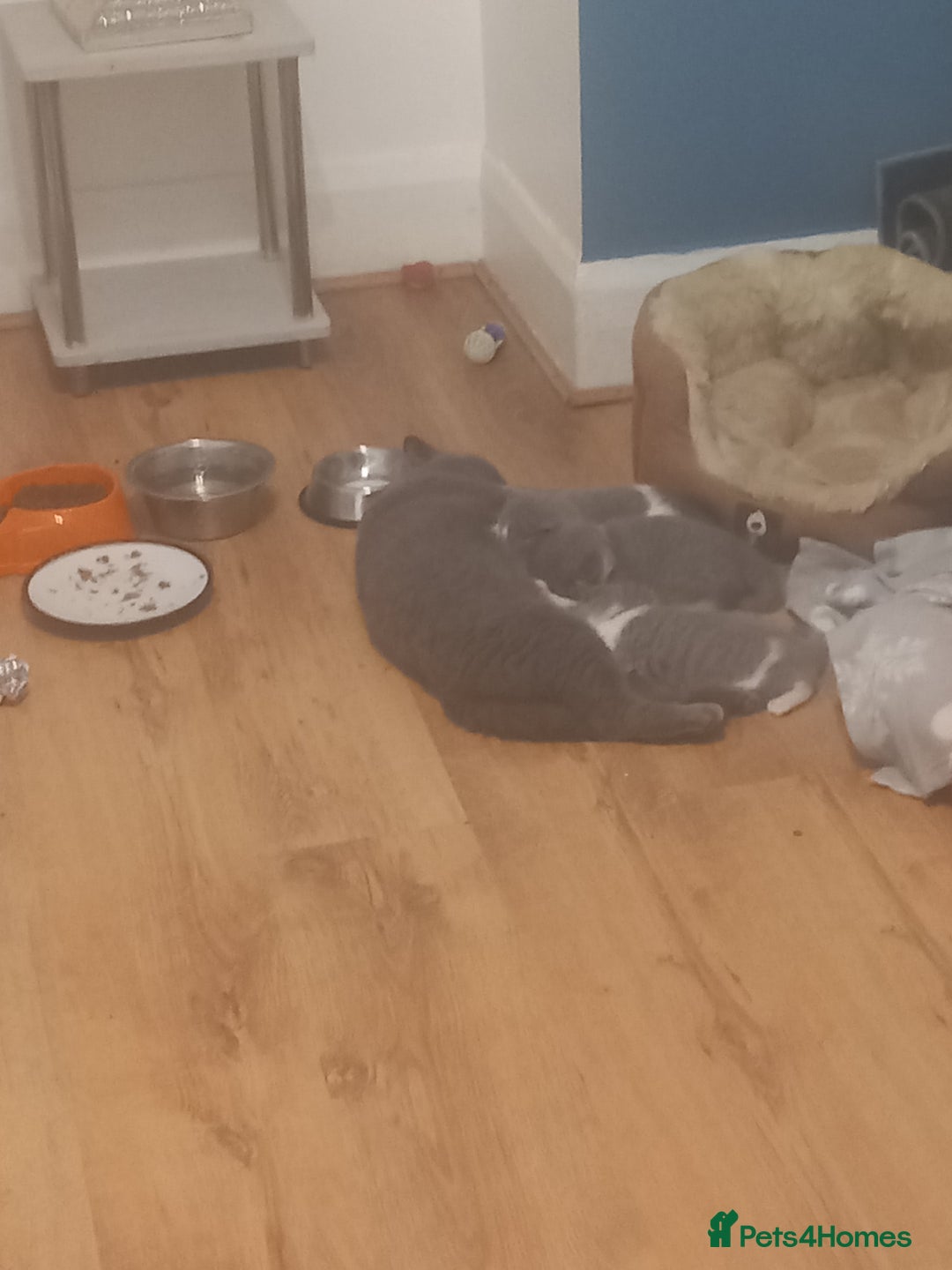 British Shorthair cats for sale: Stunning pedigree British short hair kittens  - Advert 17