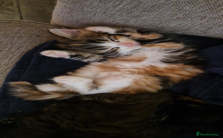 Mixed Breed cats - Advert 1
