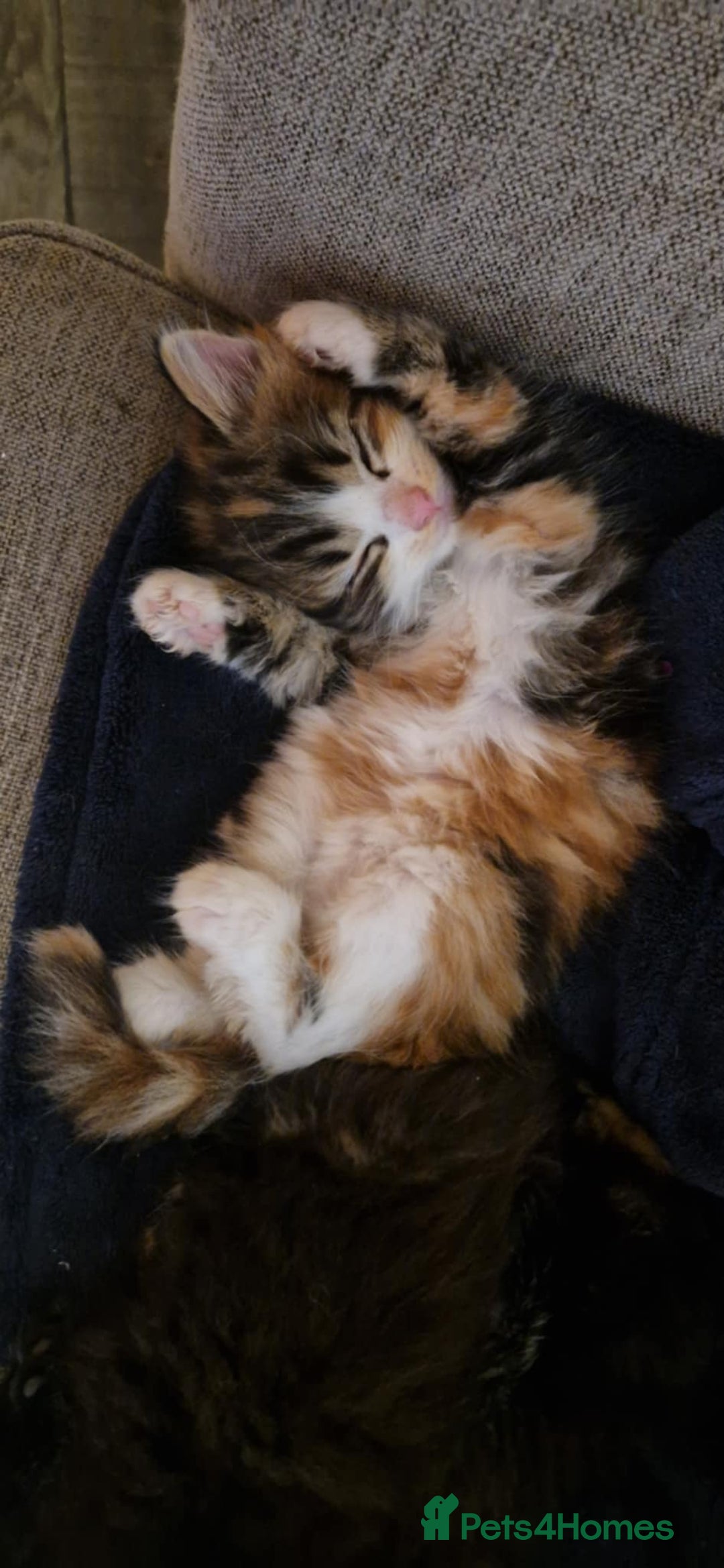 Mixed Breed cats for sale: Calico and very dark tortie kittens - Image 1