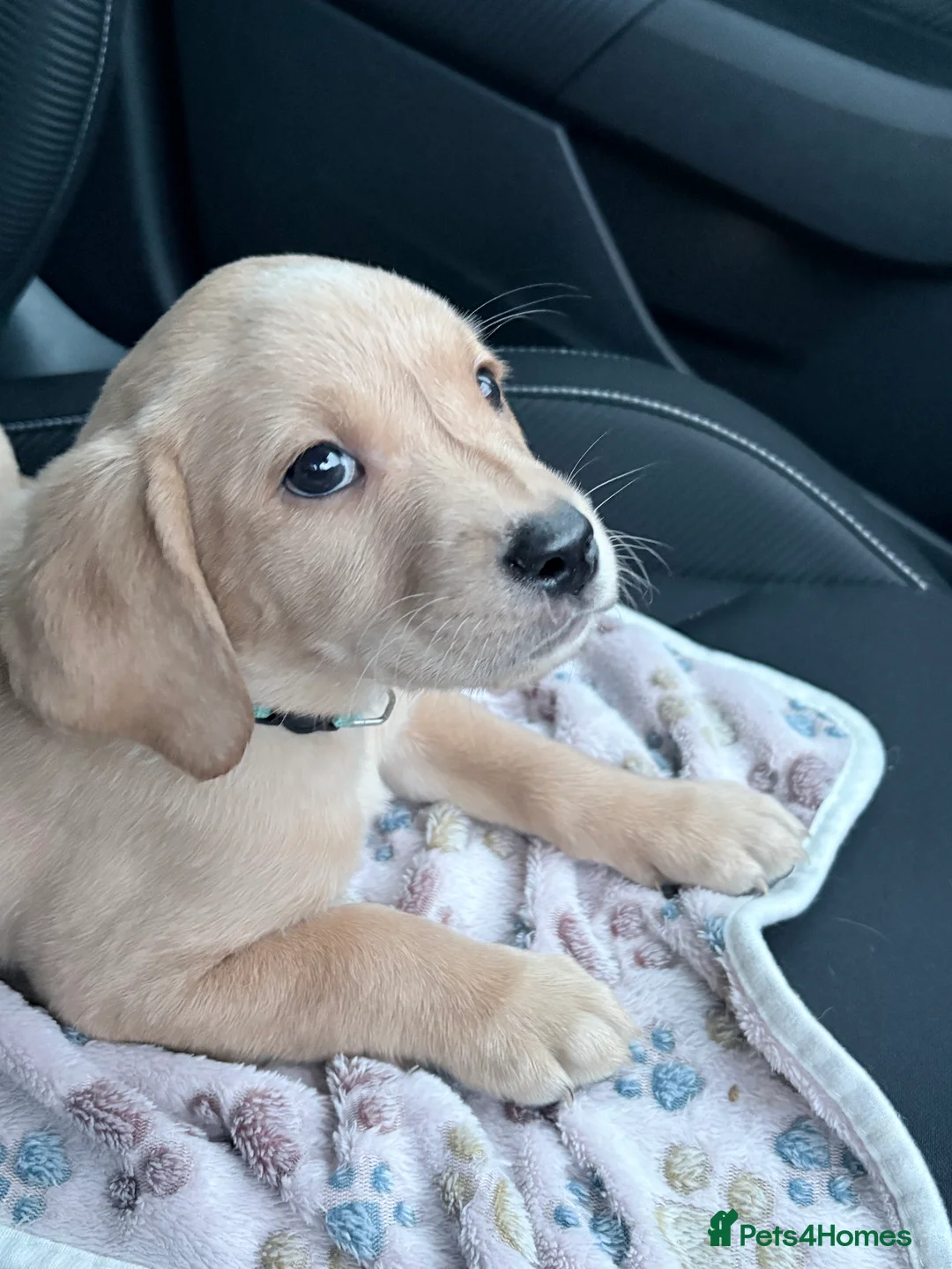 Labrador Retriever dogs for sale: Beautiful Labrador Pup - Advert 29