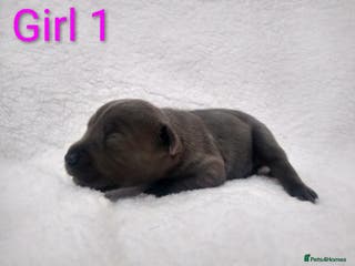 Staffordshire Bull Terrier dogs Kc blue Staffordshire bull terriers - Advert 5