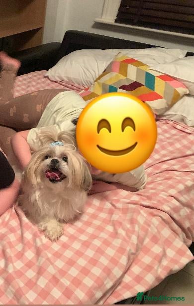 Shih Tzu dogs Gorgeous Shih Tzu girl for adoption  - Advert 1