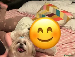 Shih Tzu dogs Gorgeous Shih Tzu girl for adoption - Advert 17