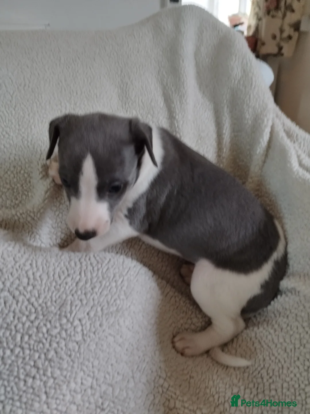 Whippet dogs for sale: Beautiful KC registered whippet puppies  - Advert 3