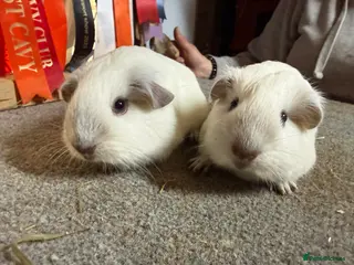 Guinea Pig rodents 2 x Chocolate point white Californian sows - Advert 1
