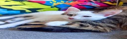 Mixed Breed cats for sale: Beautiful, Affectionate & Playful Girl 💕 - Advert 2