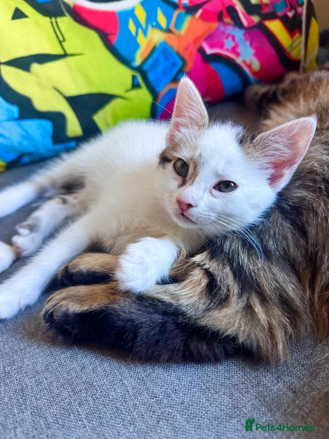 Mixed Breed cats for sale: Beautiful, Affectionate & Playful Girl 💕 - Advert 2
