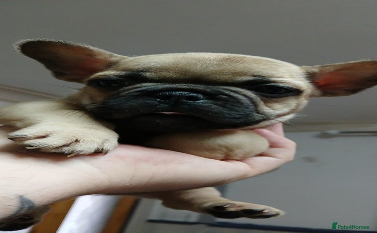 French Bulldog dogs - Advert 14