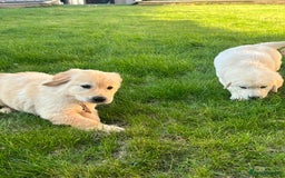 Golden Retriever dogs for sale: Teddy Bear Goldies - Image 26