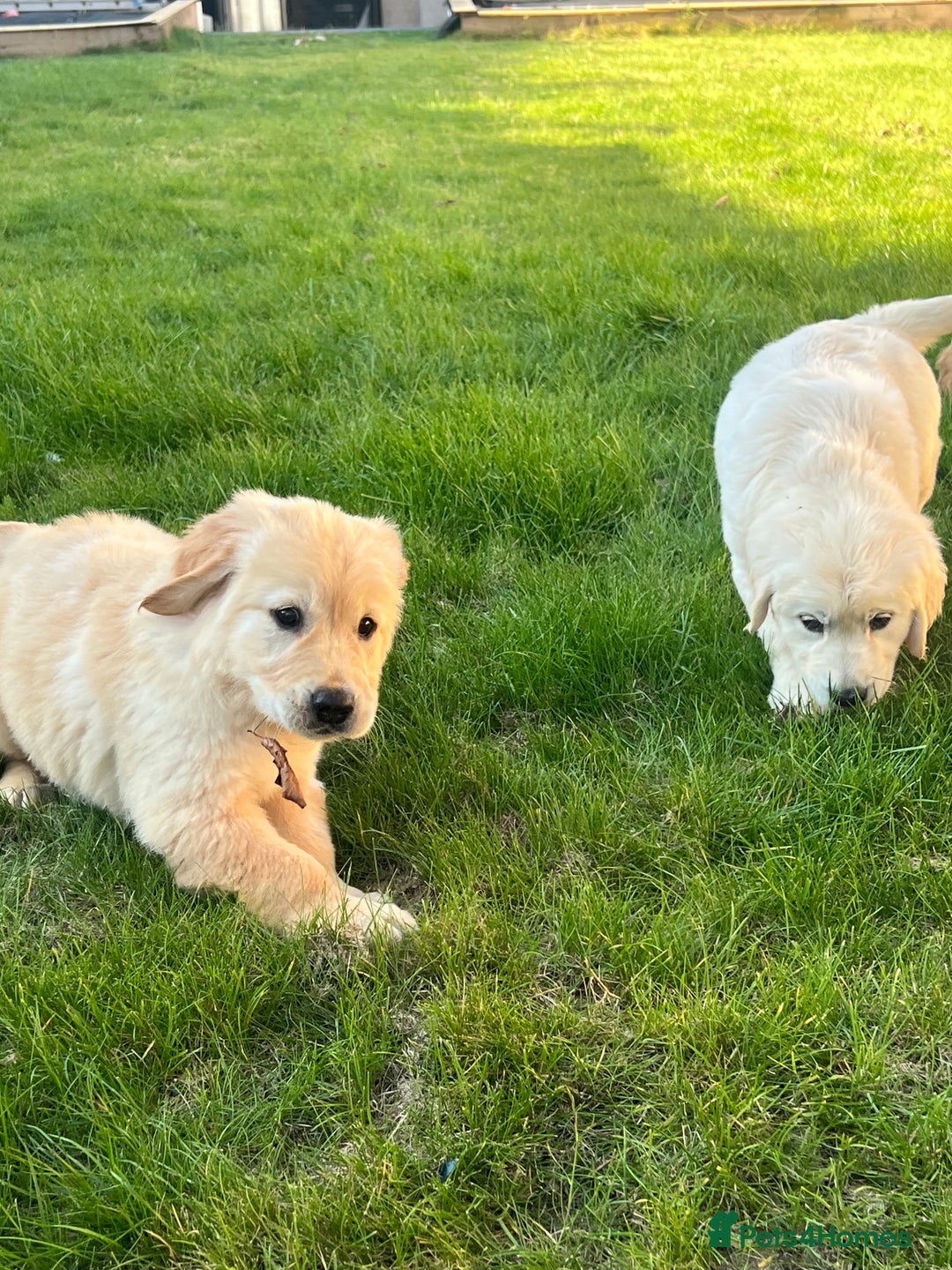 Golden Retriever dogs for sale: Teddy Bear Goldies - Image 26