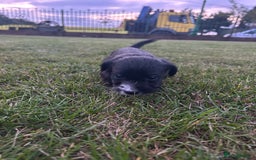 Jack Russell dogs for sale: 7 pure jack russel puppies  - Image 7