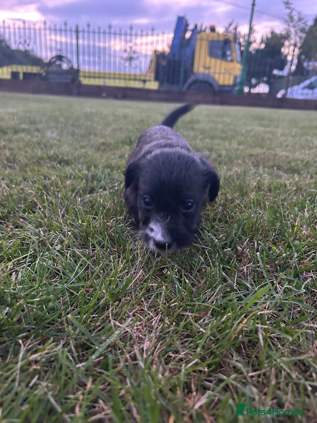 Jack Russell dogs for sale: 7 pure jack russel puppies  - Image 7