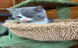British Shorthair cats for sale: LAST 4 TICA CHAMPION BLOOD LINES BSH KITTENS - Image 17