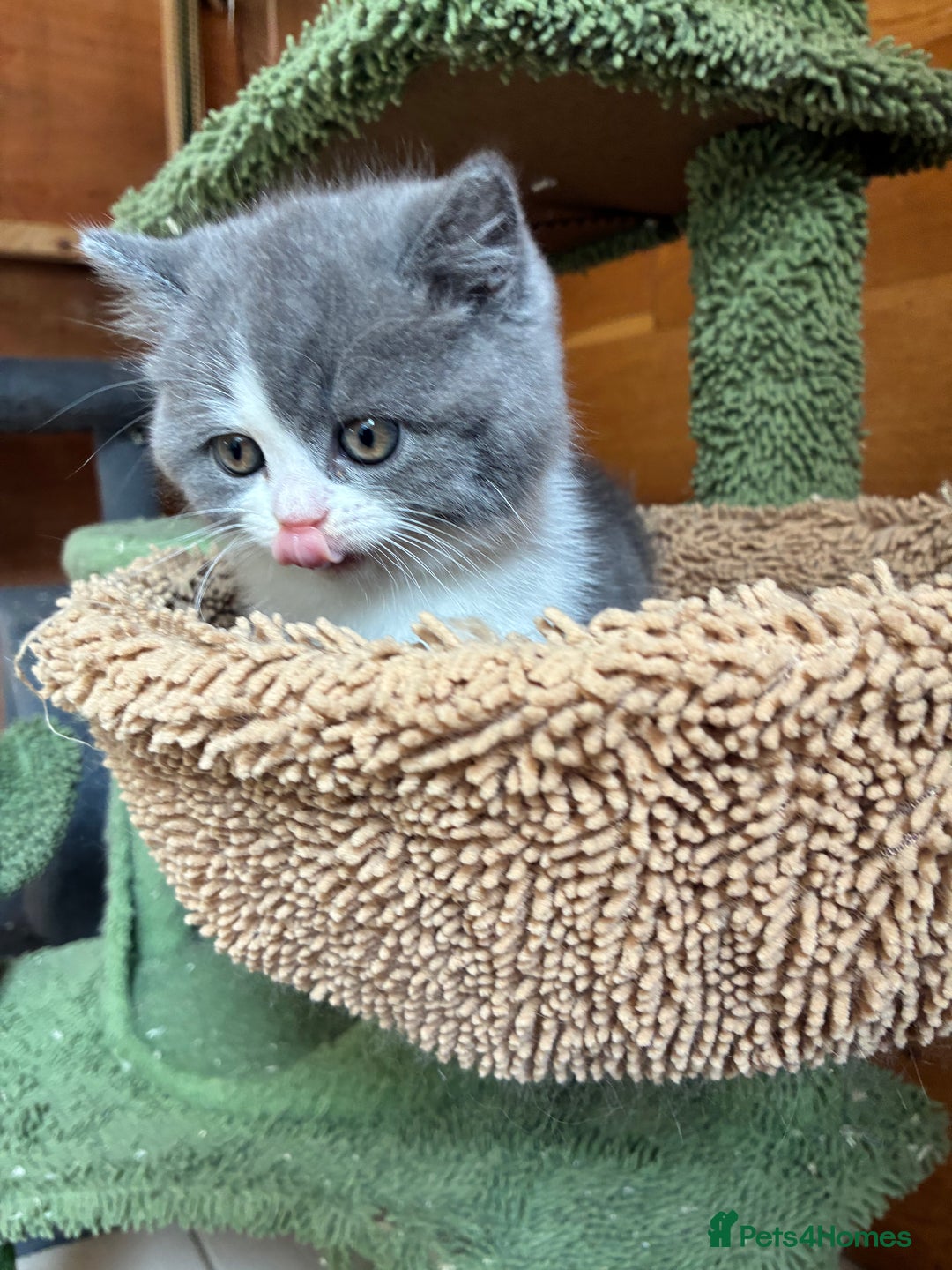 British Shorthair cats for sale: LAST 4 TICA CHAMPION BLOOD LINES BSH KITTENS - Image 17