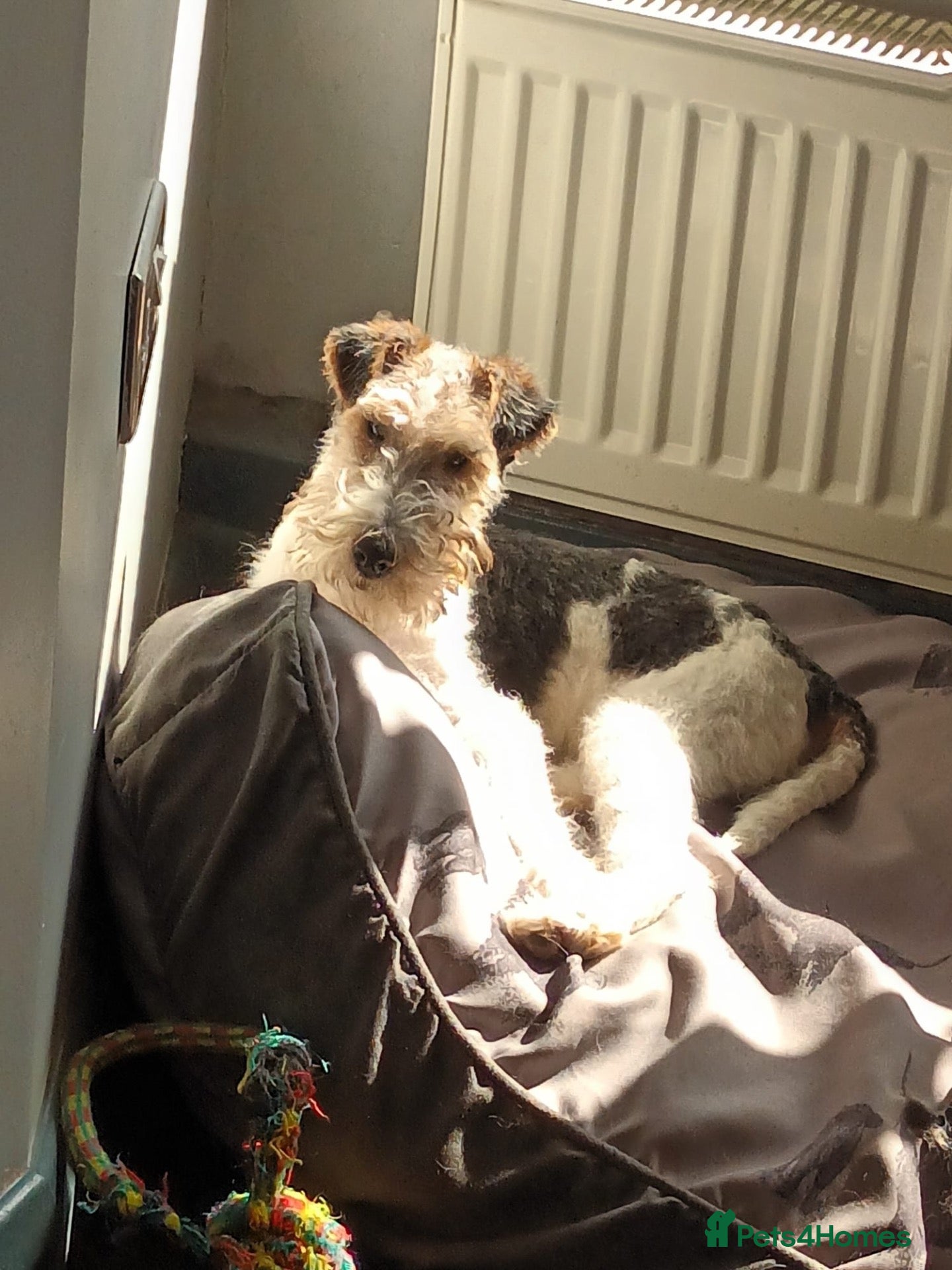 Fox Terrier dogs for sale: stunning fox terrier puppies - Advert 2