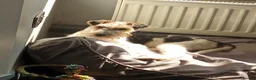 Fox Terrier dogs for sale: stunning fox terrier puppies - Advert 2
