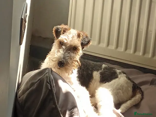 Fox Terrier dogs for sale: stunning fox terrier puppies - Advert 2