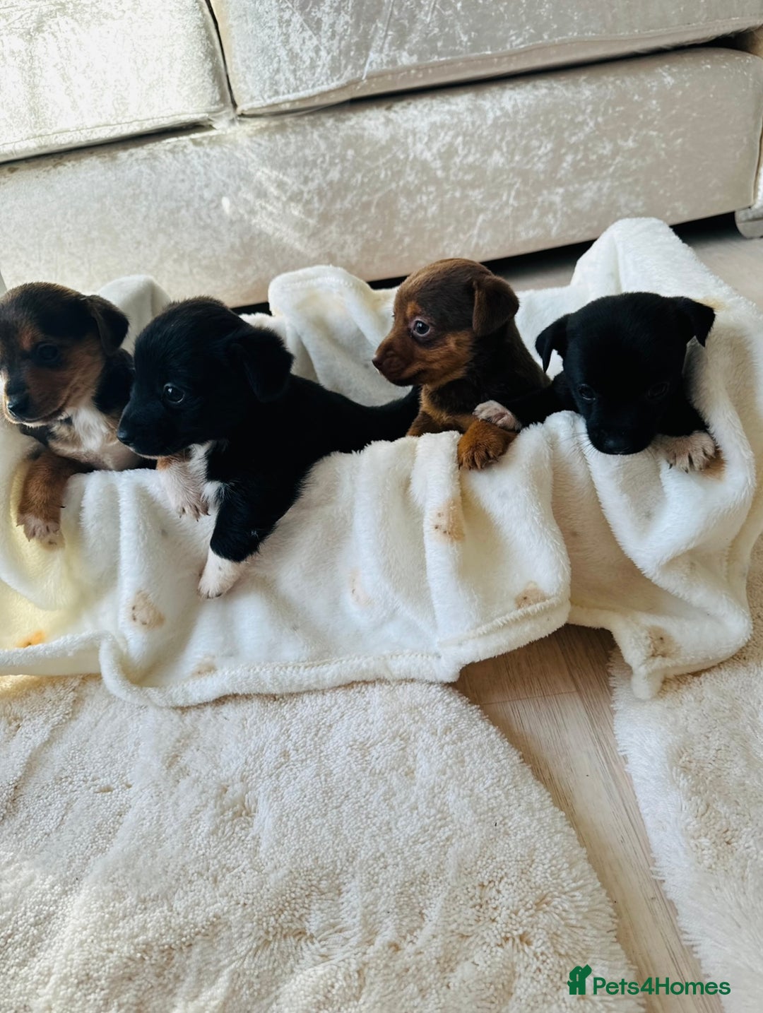 Patterjack dogs for sale: Beautiful patterjack puppies  - Advert 12