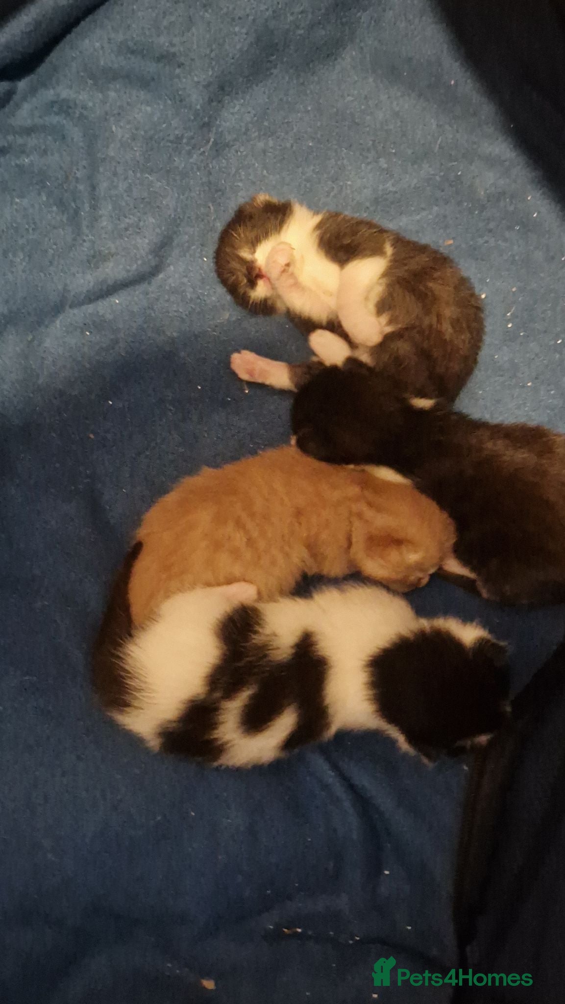 Mixed Breed cats 4 Adorable chunky kittens. - Advert 7