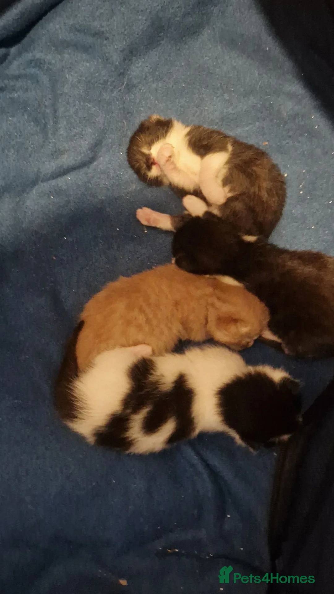 Mixed Breed cats for sale: 4 Adorable chunky kittens. - Advert 1