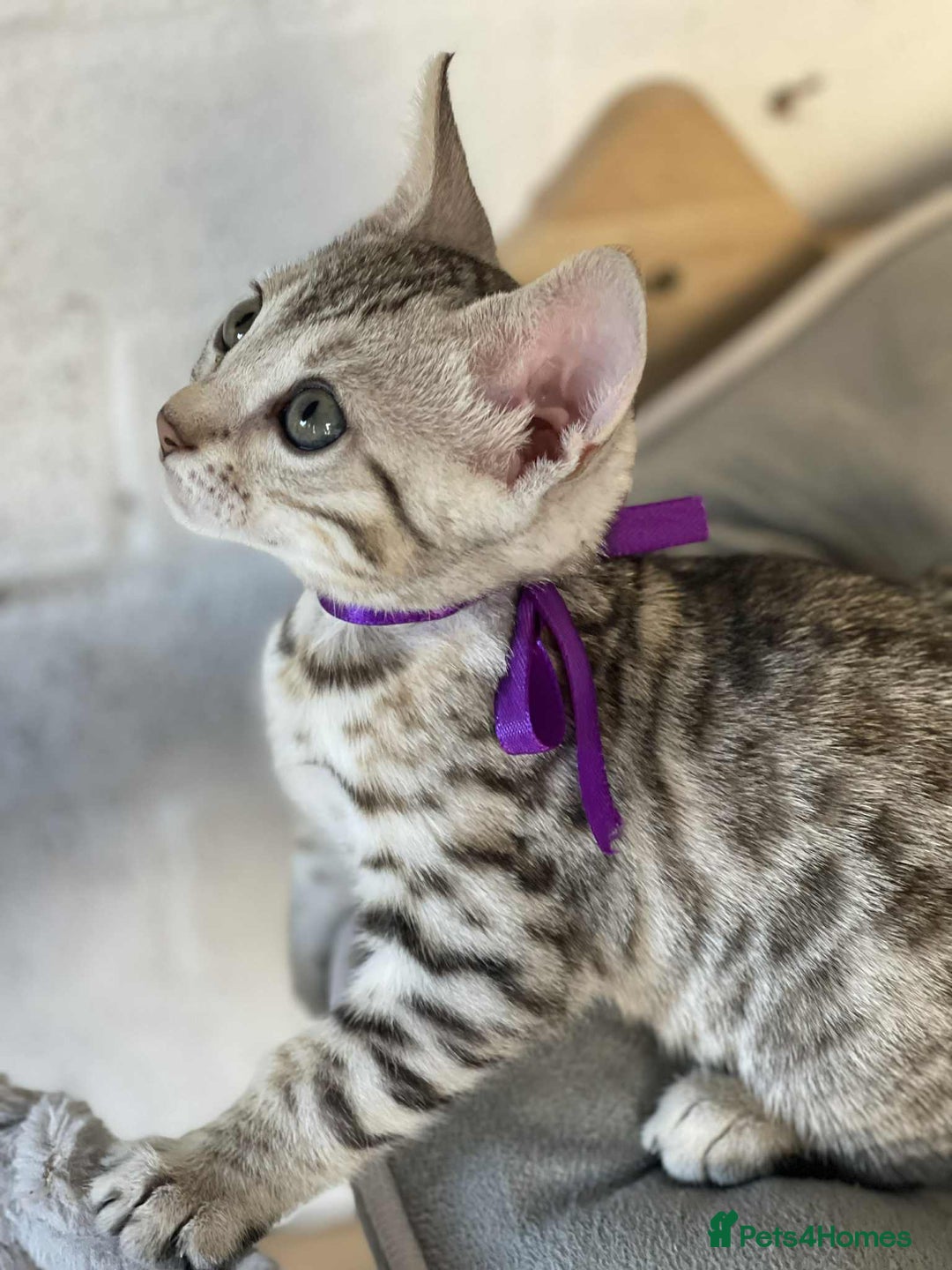 Bengal cats for sale: 🐾 Pedigree tica registered Bengal Kittens - Image 23