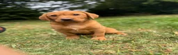 Labrador Retriever dogs for sale: Kc reg ftch Labrador puppies - Advert 21