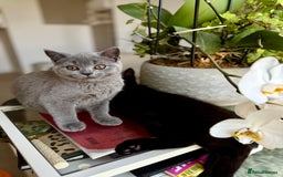 Scottish Fold cats for sale: Scottish fold and straight ear kittens in Harrow - Image 16