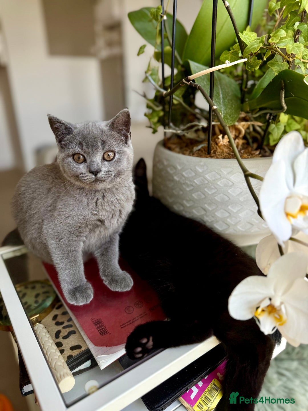 Scottish Fold cats for sale: Scottish fold and straight ear kittens in Harrow - Image 16