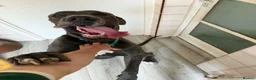 Great Dane dogs for sale: Male Great Dane for Adoption - Advert 4