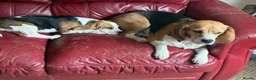 Beagle dogs for sale: Champion sired beagles KC reg & DNA health tested - Advert 5