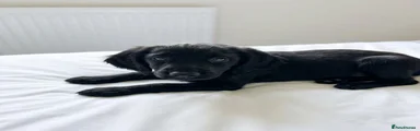 Cocker Spaniel 2