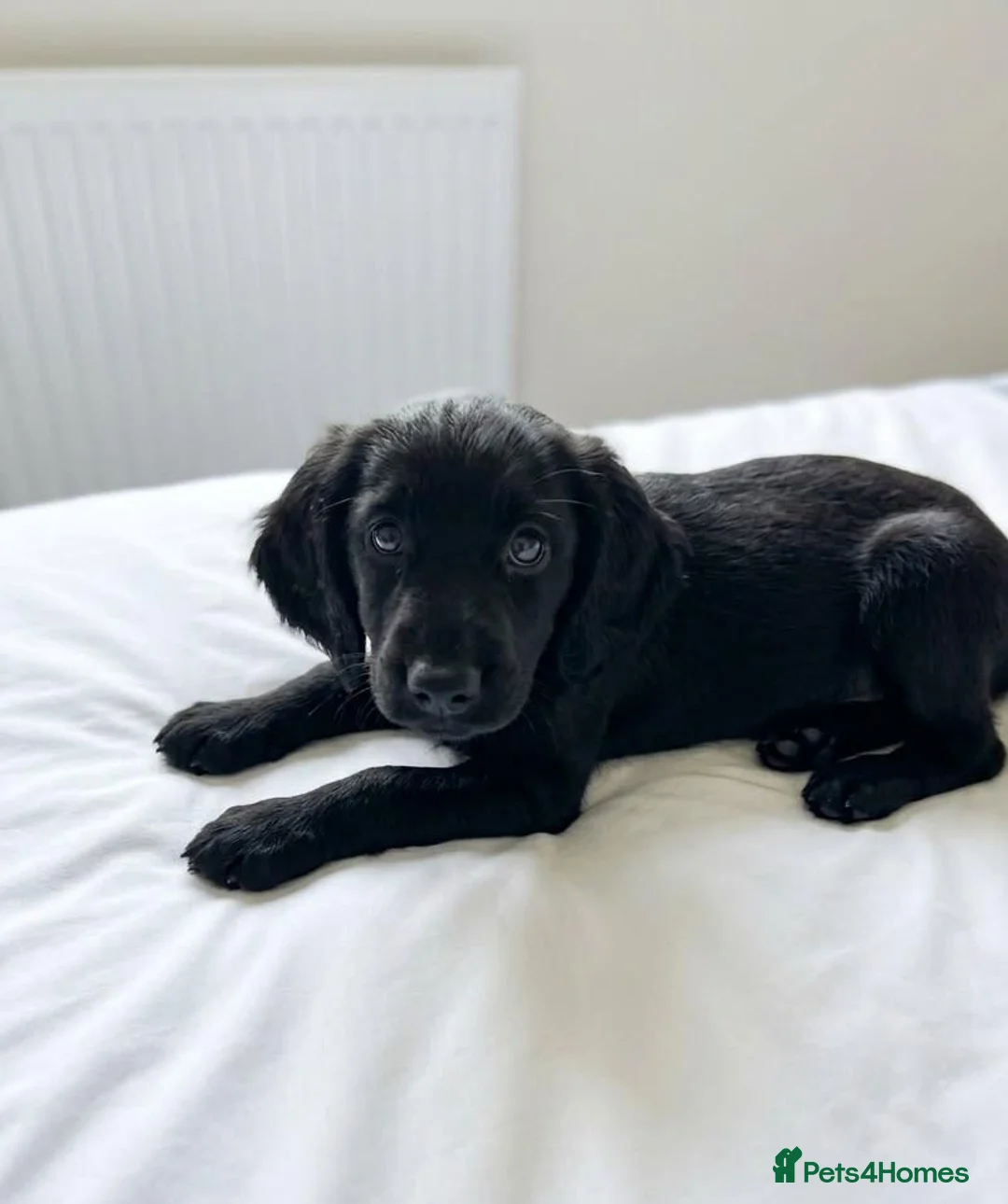 Cocker Spaniel dogs for sale: Amazing cocker spaniel puppies in Glasgow - Advert 5