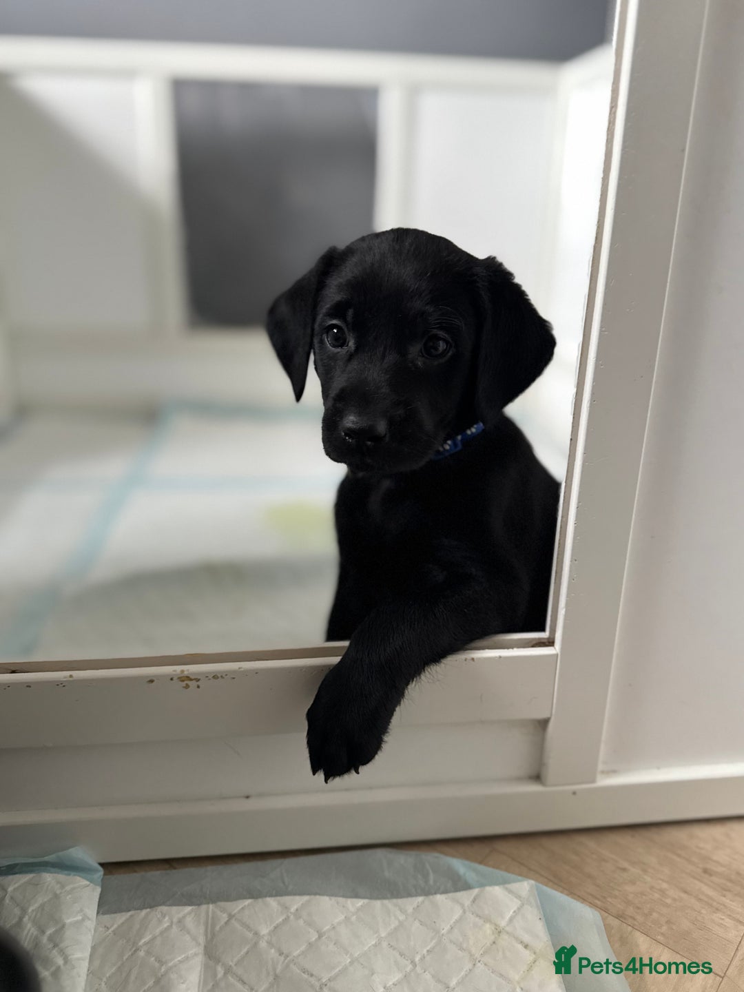Labrador Retriever dogs for sale: Beautiful Labrador puppies for sale  - Image 17
