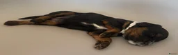Mixed Breed dogs for sale: Beautiful Cocker Spaniel Mix Puppies for sale - Advert 3