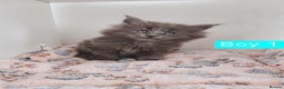 Maine Coon cats for sale: Blue Maine coon kittens + DNA health tested  - Advert 16