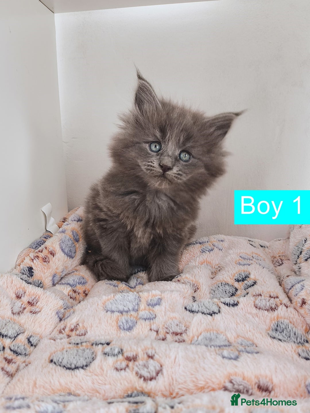 Maine Coon cats for sale: Blue Maine coon kittens + DNA health tested  - Advert 16