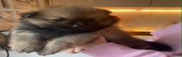 Pomeranian dogs for sale: Beautiful Pomeranians 🤍 - Advert 3