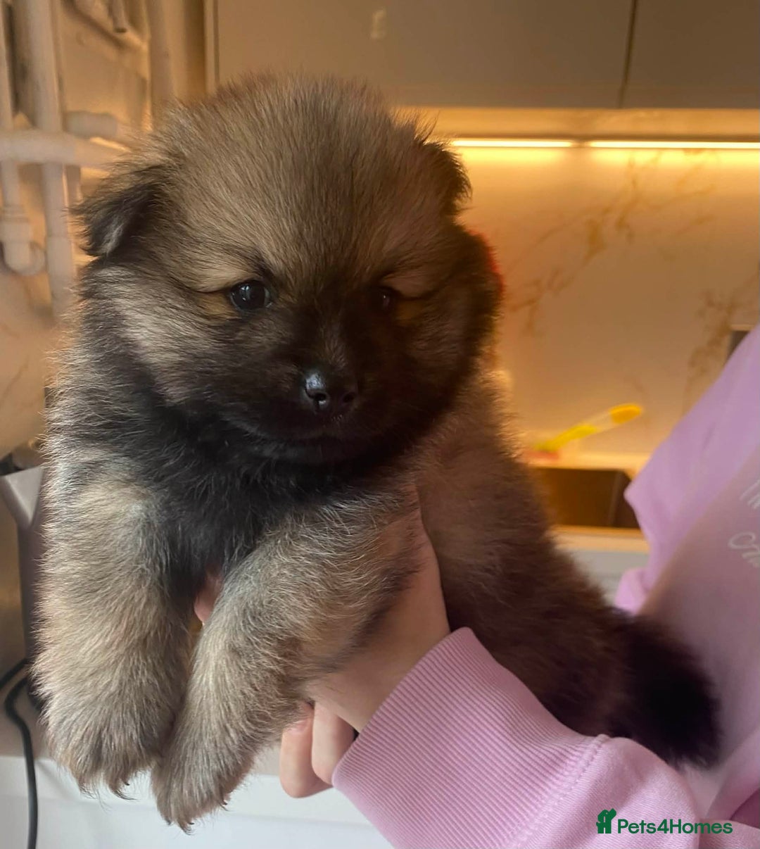Pomeranian dogs for sale: Beautiful Pomeranians 🤍 - Advert 3