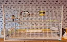 Conures birds for sale: 4 Month Old Turquoise Green Cheeked Conure - Advert 6