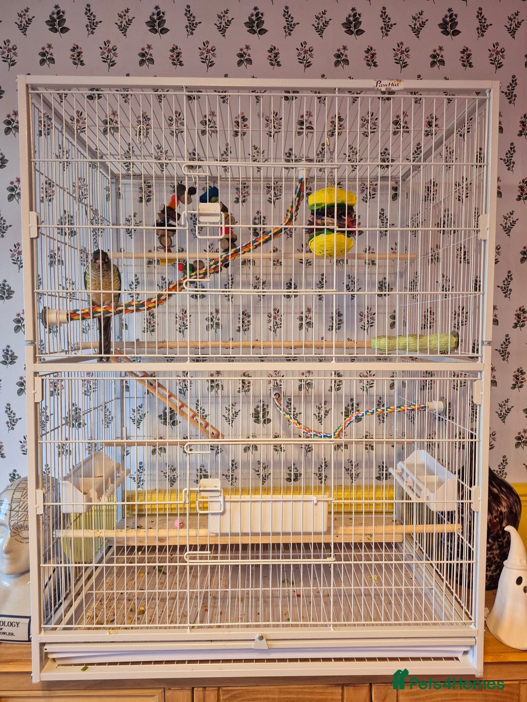 Conures birds for sale: 4 Month Old Turquoise Green Cheeked Conure - Advert 6