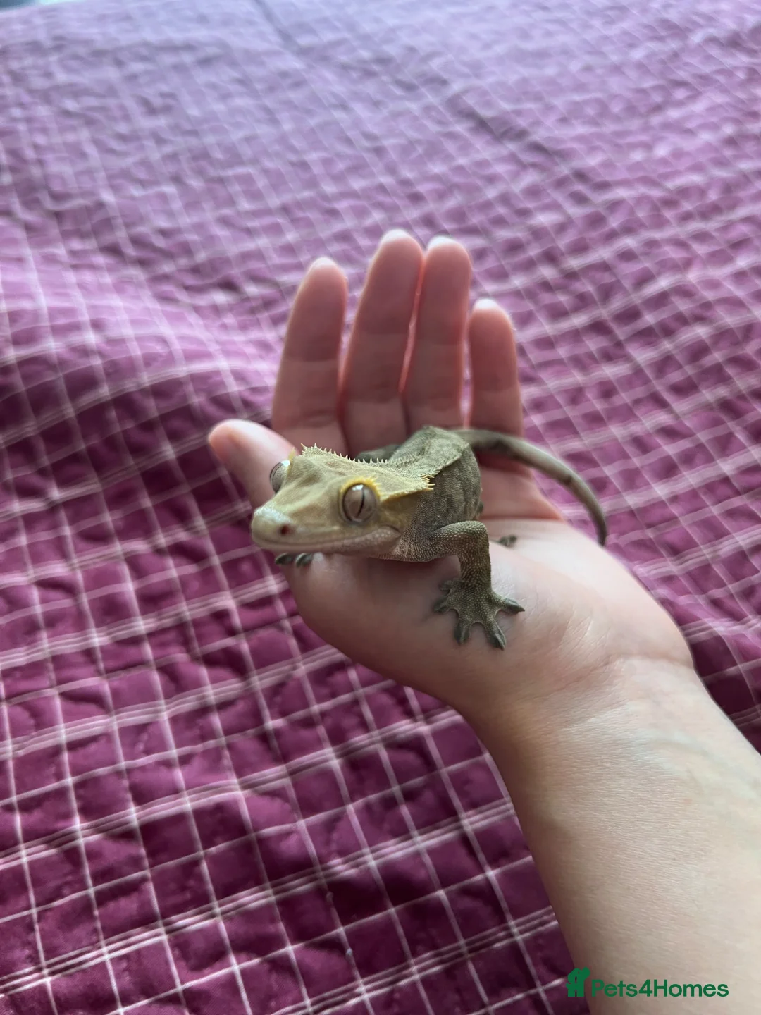 Gecko reptiles for sale: Crested gecko in Harrow - Advert 7