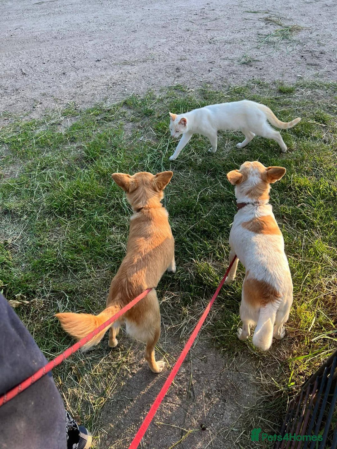 Mixed Breed dogs for adoption: 💖🐶 JULIET 🐶💖 - Image 10