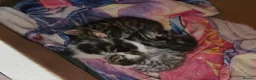 Persian cats for sale: Persian x British shorthair  - Advert 1